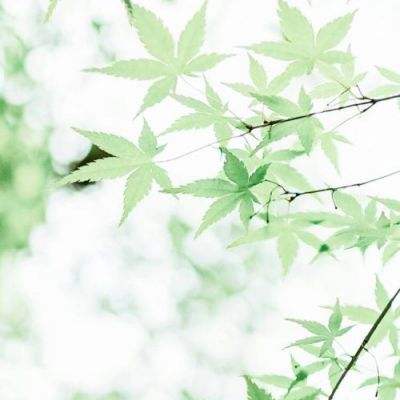加拿大预测网截图