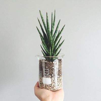 凤凰游戏截图